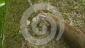 Claws of a two-toed sloth on a trunk, Costa Rica