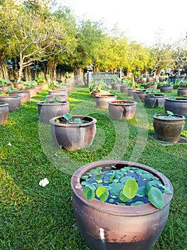 Clay bath for plant water-lily.