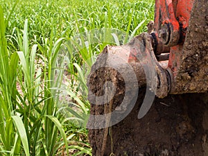 Clay at bucket of tracked excavator and Sugarcane farm