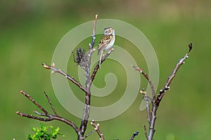 Clay-colord Sparrow Singing