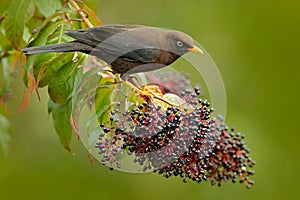 Clay-colored Robin, Turdus grayi, sitting on branch with fruit in habitat, Costa Rica. Birdwatching in America. Bird from Costa Ri