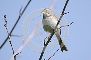 Clay-colored sparrow perched on a branch