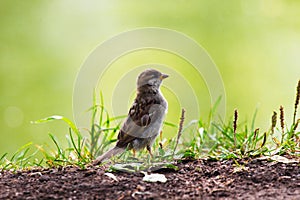 Clay-colored Sparrow walking in the grass.