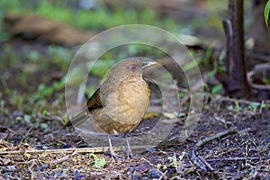 Clay-colored Thrush  842368