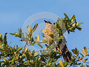 Clay colored thrush bird looking up