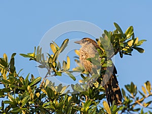 Clay colored thrush bird on the top of tree