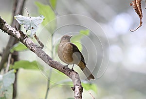 A clay-colored thrush on a branch