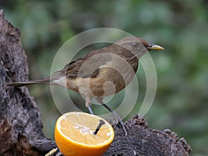 Clay-colored Thrush with Orange