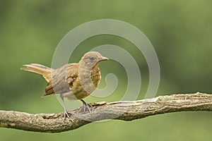 Clay-colored Thrush-Juvenile