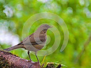 Clay-colored thrush looking for food in the cloud forest in Alajuela, Costa Rica photo