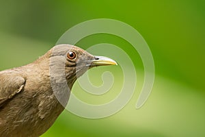 Clay-colored thrush portrait