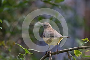 Clay-colored Thrush on a tree branch
