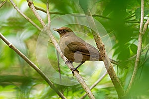 Clay-colored Thrush - Turdus grayi common Middle American bird of the thrush family Turdidae, national bird of Costa Rica