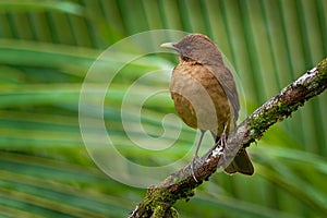 Clay-colored Thrush - Turdus grayi common Middle American bird of the thrush family Turdidae, national bird of Costa Rica, known