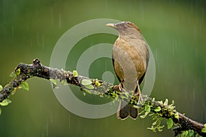 Clay-colored Thrush - Turdus grayi common Middle American bird of the thrush Turdidae, national bird of Costa Rica, known as the