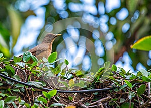 Clay-colored Thrush (Turdus grayi) spotted outdoors