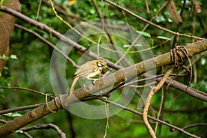 Clay-colored Thrush (Turdus grayi) spotted outdoors