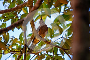 Clay-colored Thrush (Turdus grayi) spotted outdoors