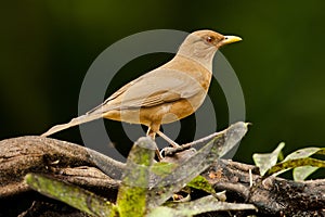 Clay Colorred Thrush