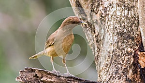 Clay Covered Thrush