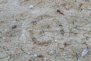 The clay cracked texture