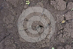 Clay cracks of an old earth