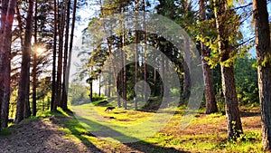 Clay dry dirt road in a pine forest on a sunny autumn, spring, or summer day. Natural landscape in good weather with the