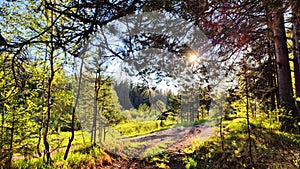 Clay dry dirt road in a pine forest on a sunny autumn, spring, or summer day. Natural landscape in good weather with the