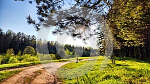 Clay dry dirt road in a pine forest on a sunny autumn, spring, or summer day. Natural landscape in good weather with the