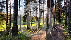 Clay dry dirt road in a pine forest on a sunny autumn, spring, or summer day. Natural landscape in good weather with the