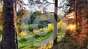 Clay dry dirt road in a pine forest on a sunny autumn, spring, or summer day. Natural landscape in good weather with the