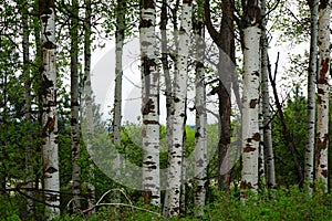 Aspen Forest near Missoula, Montana photo