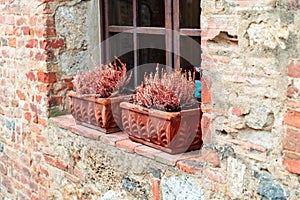 Clay flower pot full of purple with purple heather on tiled windowsill. Monteriggioni, Italian village