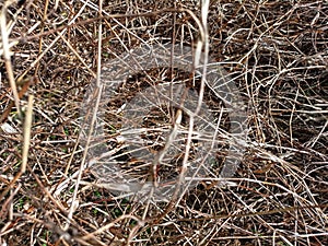 Clay grass dries up and dies because it disturbs other plants photo