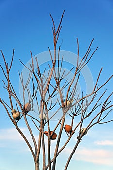 Clay jars hanging on dry tree branches with clear blue sky background