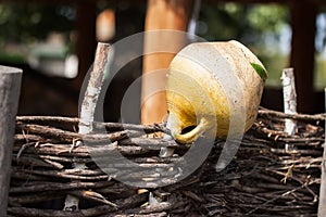 Clay Jug, ethnic ceramic pot at wattle fence