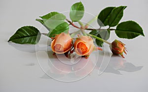 Clay orange roses flower on white background