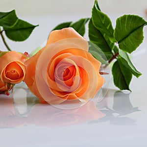 Clay orange roses flower on white background