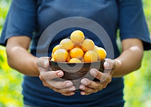 Clay plate filled with apricots in hands of woman farmer