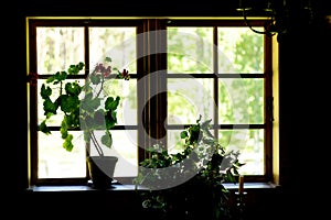 Clay pot and flowers at the the window. Vintage retro still life photo. Village house interior concept