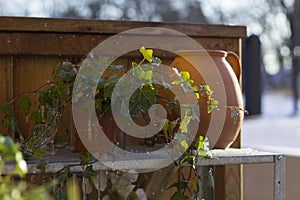 Clay pot and frozen ivy on a sinc shelf, in front of wooden wall with wintery landscape in the background.