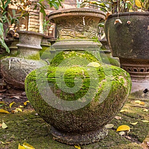 Clay pot with green.