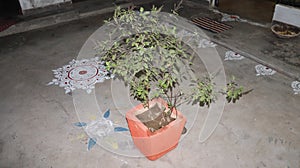 A clay pot of the Tulsi plant, revered by the Hindus.