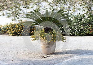 Clay pot with yellow lantana and small palm tree in Masseria Torre Coccaro