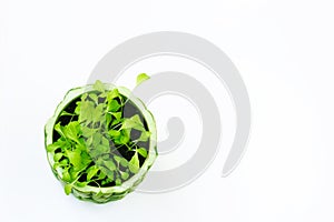 Clay pot with young sprouts of microgreen lettuce