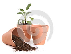 Clay Pots With Dirt and Seedling