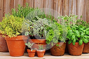 Clay pots with herbs in garden