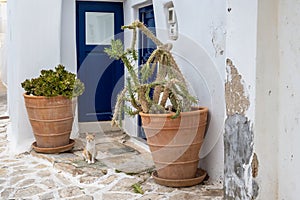 Clay pots of plants at the front of a Greek house
