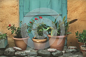 Clay pots with red geraniums, in front of a blue old wooden door