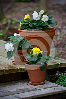 Clay Pots with White and Yellow Begonias